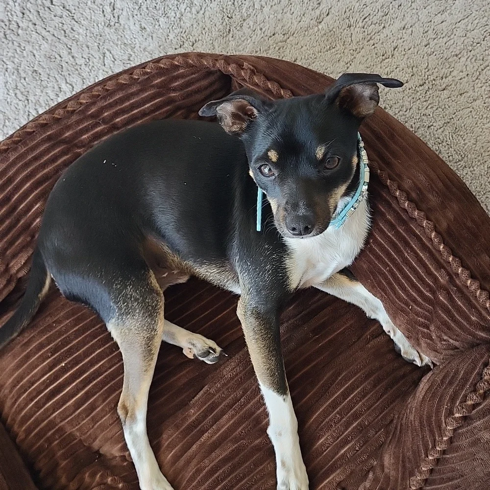 Dog bed